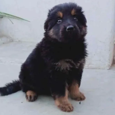 German Shepherd
 puppies for sale in Ajmer