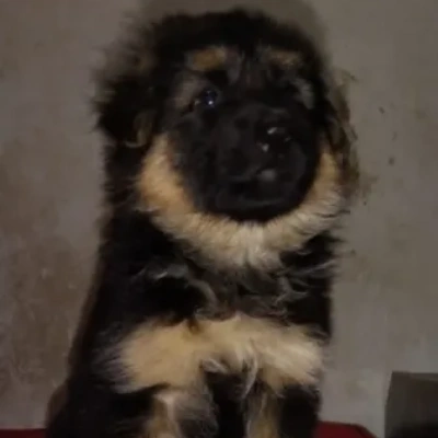 German Shepherd puppies for sale in Vijayawada