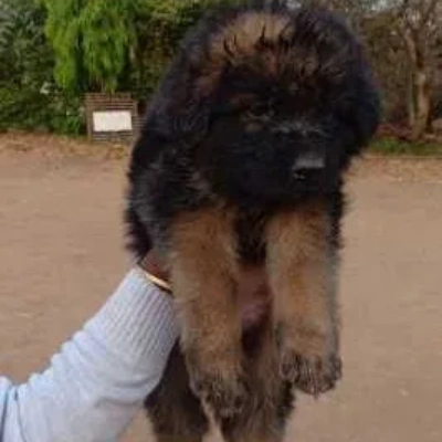 German Shepherd puppies for sale in Visakhapatnam