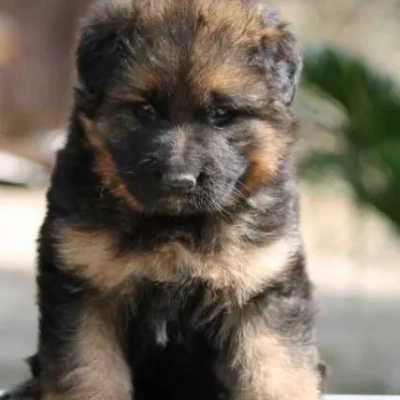 German Shepherd puppies for sale in Vijayawada