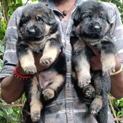 German Shepherd
 puppies for sale in Ajmer