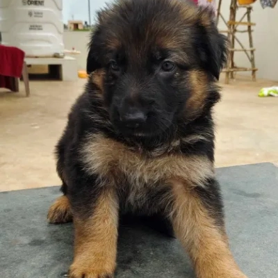 German Shepherd
 puppies for sale in Ajmer
