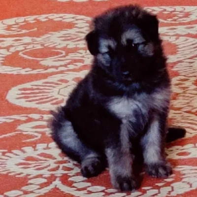 German Shepherd
 puppies for sale in Kota