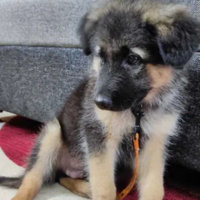 German Shepherd
 puppies for sale in Udaipur