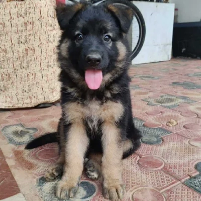 German Shepherd
 puppies for sale in Jodhpur