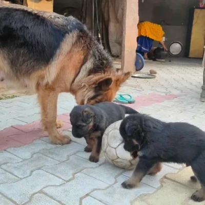 German Shepherd
 puppies for sale in Kota