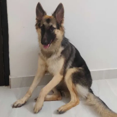 German Shepherd
 puppies for sale in Udaipur