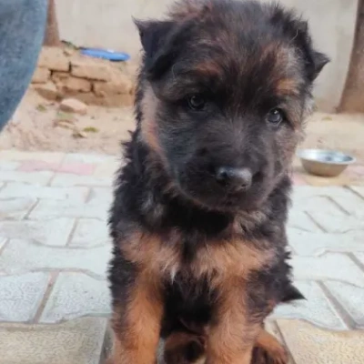 German Shepherd puppies for sale in Vijayawada