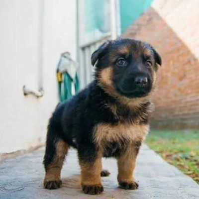 German Shepherd
 puppies for sale in Udaipur