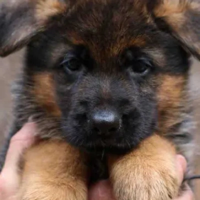 German Shepherd
 puppies for sale in Gurgaon