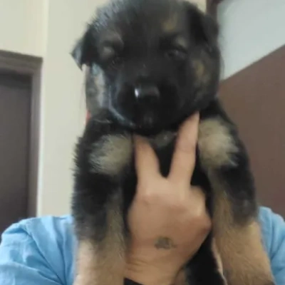 German Shepherd puppies for sale in Visakhapatnam