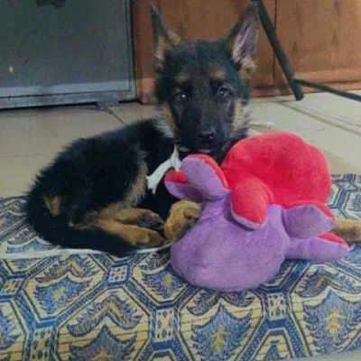 German Shepherd puppies for sale in Vijayawada