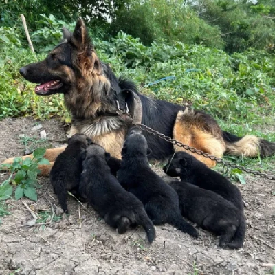 German Shepherd
 puppies for sale in Gurgaon