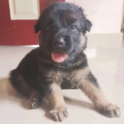 German Shepherd
 puppies for sale in Kota