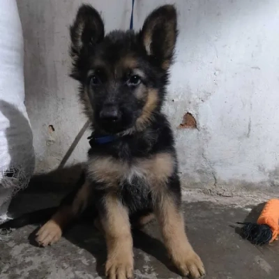 German Shepherd
 puppies for sale in Kota