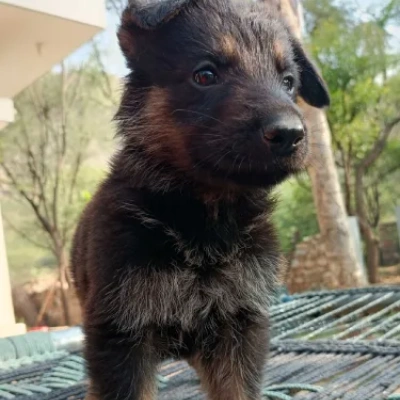 German Shepherd
 puppies for sale in Ajmer