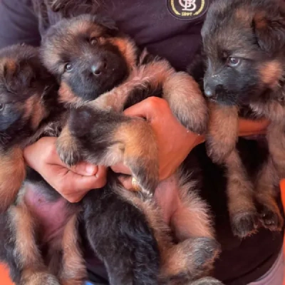 German Shepherd puppies for sale in Vijayawada