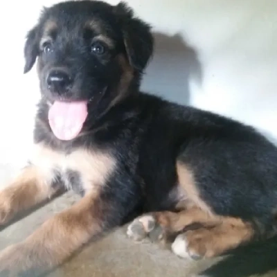 German Shepherd puppies for sale in Visakhapatnam