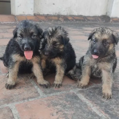 German Shepherd
 puppies for sale in Kota