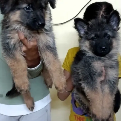 German Shepherd puppies for sale in Visakhapatnam