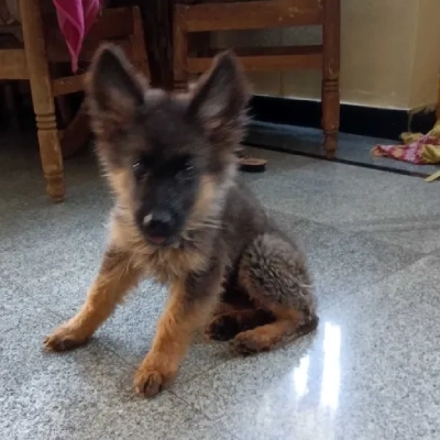 German Shepherd puppies for sale in Visakhapatnam