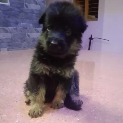 German Shepherd
 puppies for sale in Ajmer