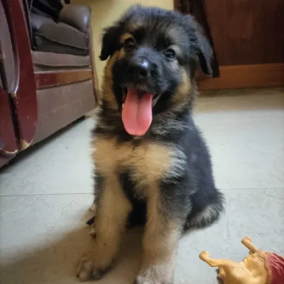 German Shepherd
 puppies for sale in Jodhpur