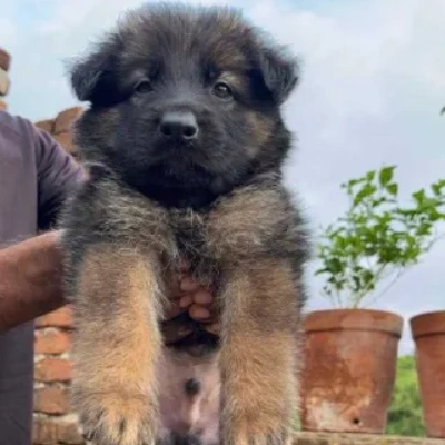 German Shepherd
 puppies for sale in Gurgaon