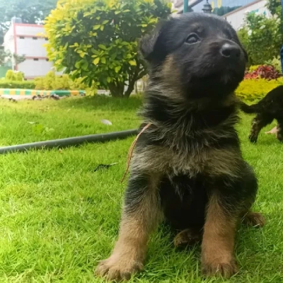 German Shepherd
 puppies for sale in Udaipur