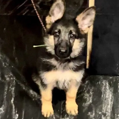 German Shepherd puppies for sale in Visakhapatnam