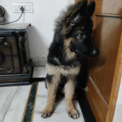 German Shepherd
 puppies for sale in Udaipur