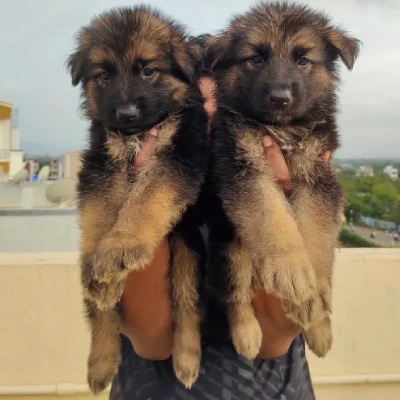 German Shepherd
 puppies for sale in Udaipur