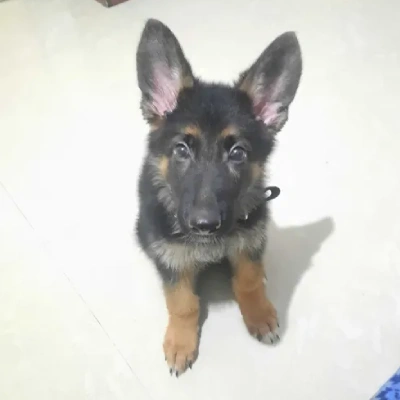 German Shepherd
 puppies for sale in Kota