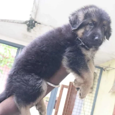 German Shepherd
 puppies for sale in Jodhpur