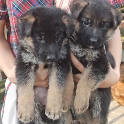 German Shepherd
 puppies for sale in Kota