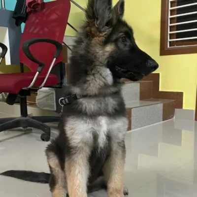 German Shepherd
 puppies for sale in Ajmer