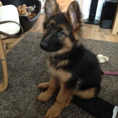 German Shepherd
 puppies for sale in Ajmer