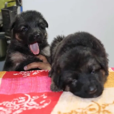 German Shepherd
 puppies for sale in Kota