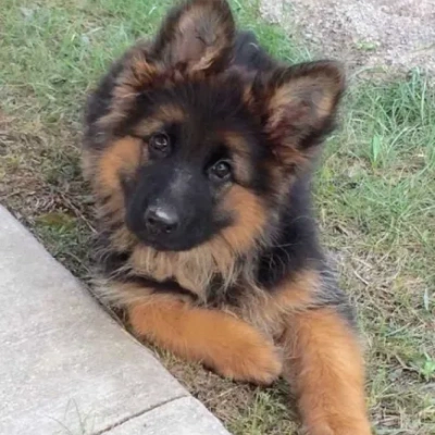 German Shepherd puppies for sale in Visakhapatnam