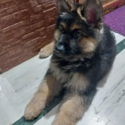 German Shepherd puppies for sale in Visakhapatnam