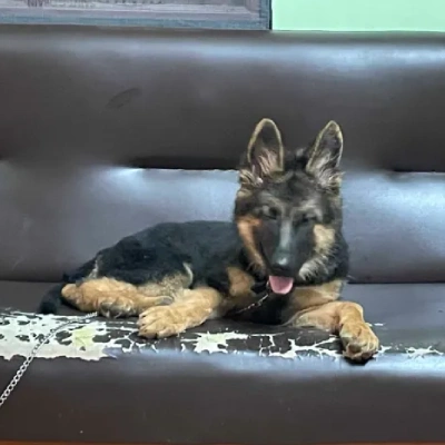 German Shepherd
 puppies for sale in Gurgaon