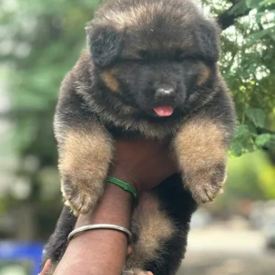 German Shepherd puppies for sale in Vijayawada