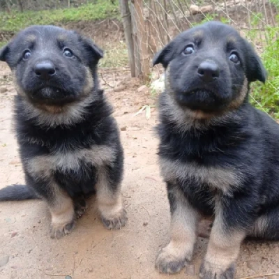 German Shepherd
 puppies for sale in Ajmer