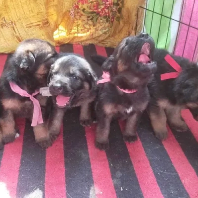 German Shepherd
 puppies for sale in Gurgaon