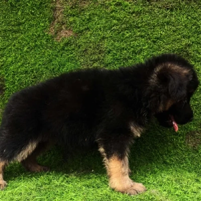 German Shepherd puppies for sale