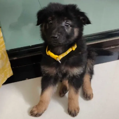 German Shepherd puppies for sale in Visakhapatnam