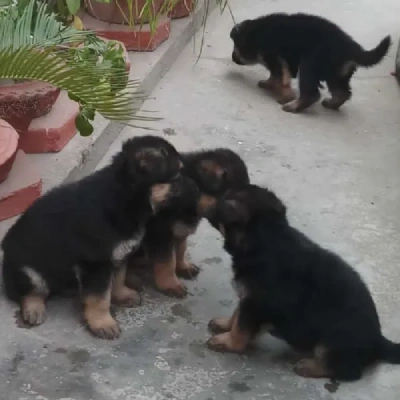 German Shepherd
 puppies for sale in Kota