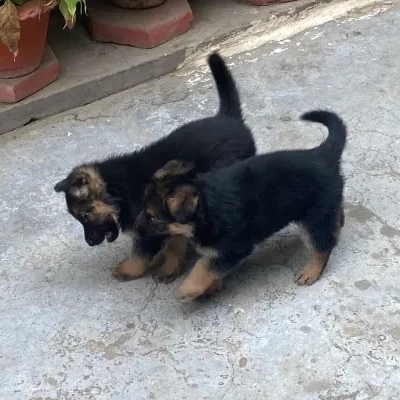 German Shepherd puppies for sale in Vijayawada