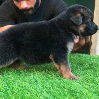 German Shepherd
 puppies for sale in Gurgaon