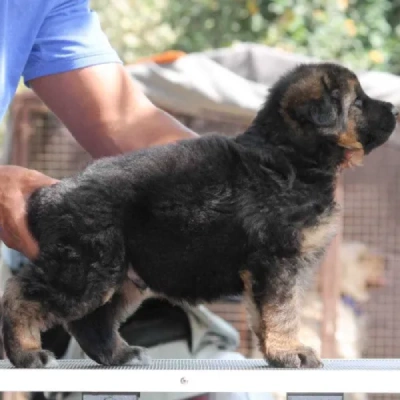 German Shepherd puppies for sale in Vijayawada